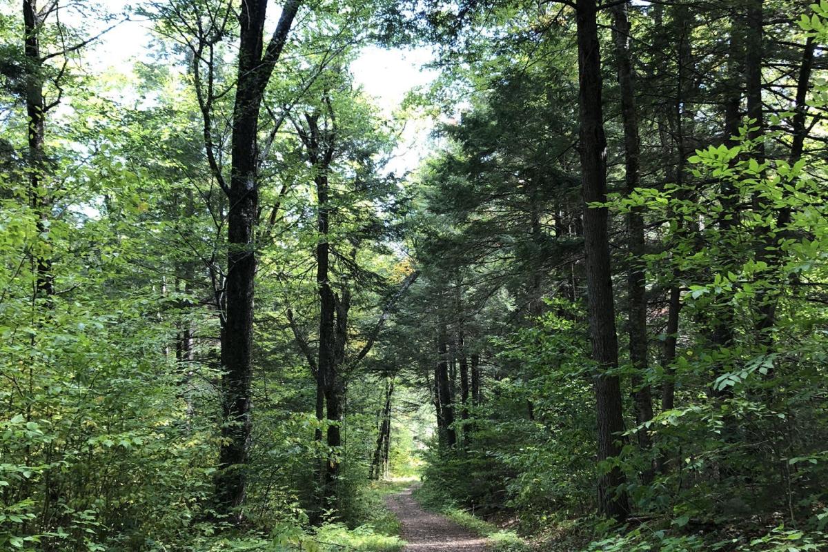 1st Place Summer 2020: Adel Barnes - Peaked Hill Pond Trail
